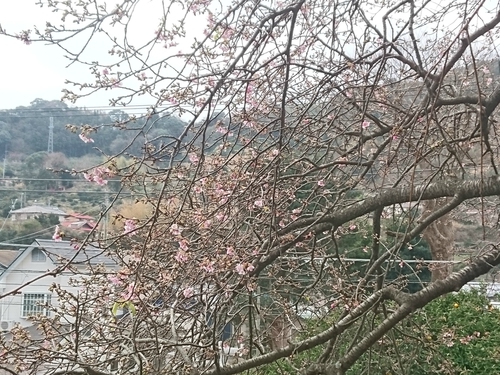 来週2/10より、河津桜まつり開催です! 来週2/10より、河津桜まつり開催です!