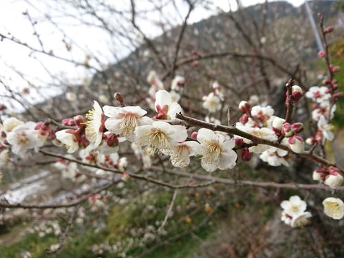 来週2/10より、河津桜まつり開催です! 来週2/10より、河津桜まつり開催です!