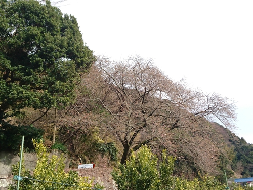 来週2/10より、河津桜まつり開催です! 来週2/10より、河津桜まつり開催です!
