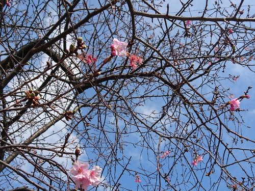 河津桜情報2018/1/20! 河津桜情報2018/1/20!