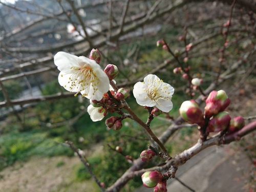 河津桜情報2018/1/20! 河津桜情報2018/1/20!