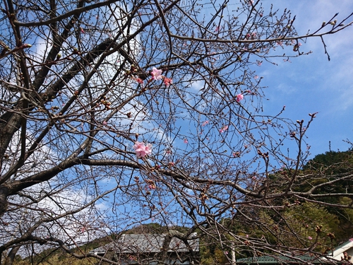 河津桜情報2018/1/20! 河津桜情報2018/1/20!