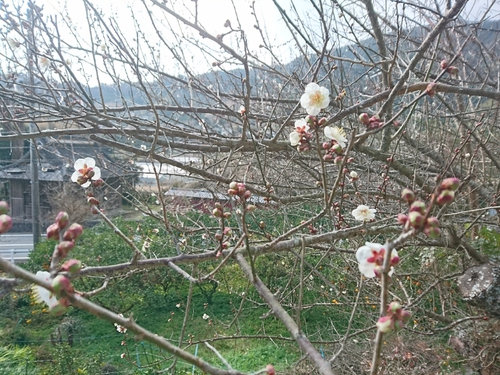 河津桜情報2018/1/20! 河津桜情報2018/1/20!