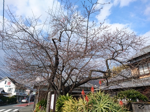 河津桜情報2018/1/20! 河津桜情報2018/1/20!