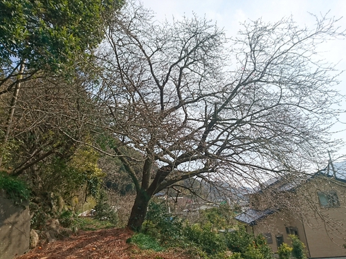 河津桜情報2018/1/20! 河津桜情報2018/1/20!
