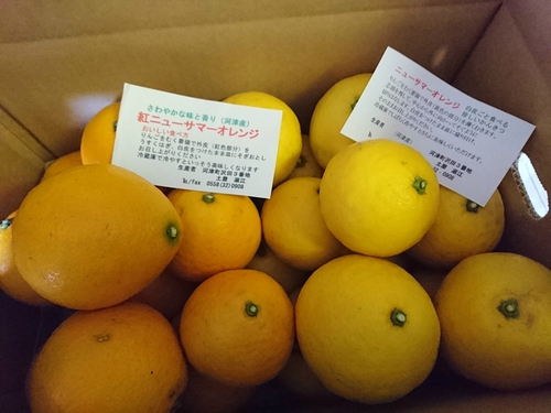 河津産ニューサマーオレンジが海外へ~♡ 河津産ニューサマーオレンジが海外へ~♡