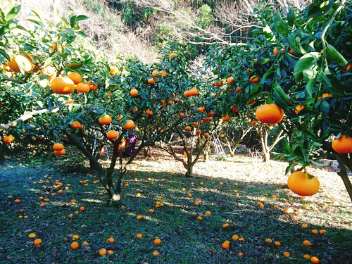 河津産ネーブルオレンジ と いよかん 収獲最盛期です! 河津産ネーブルオレンジ と いよかん 収獲最盛期です!