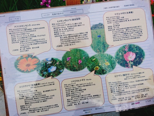田んぼを使った花畑@松崎町 に 行って来ました! 田んぼを使った花畑@松崎町 に 行って来ました!