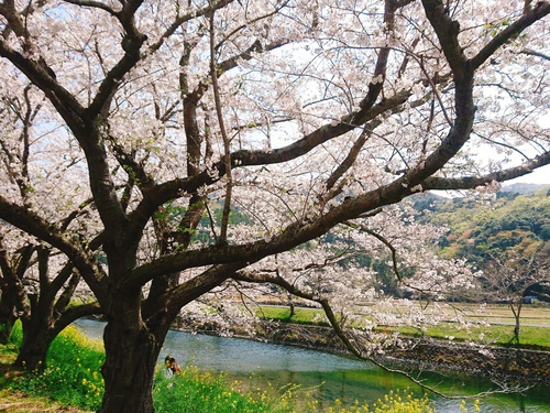 松崎・那賀川の満開桜並木と花畑、そして花見舟~桜並木編~(^^♪ 松崎・那賀川の満開桜並木と花畑、そして花見舟~桜並木編~(^^♪