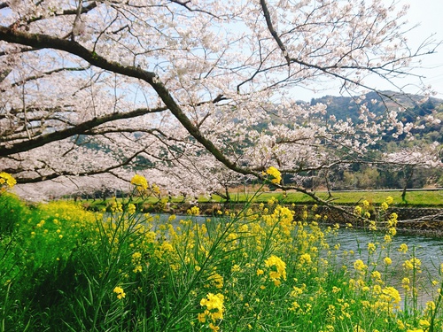 松崎・那賀川の満開桜並木と花畑、そして花見舟~桜並木編~(^^♪ 松崎・那賀川の満開桜並木と花畑、そして花見舟~桜並木編~(^^♪
