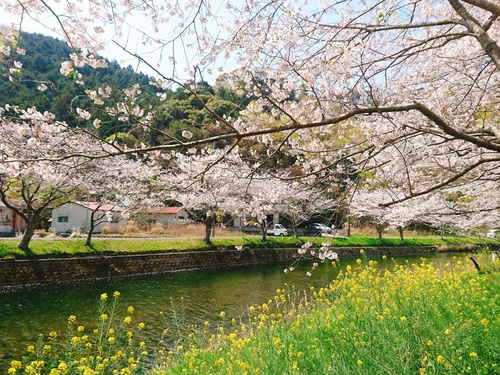 松崎・那賀川の満開桜並木と花畑、そして花見舟~桜並木編~(^^♪ 松崎・那賀川の満開桜並木と花畑、そして花見舟~桜並木編~(^^♪