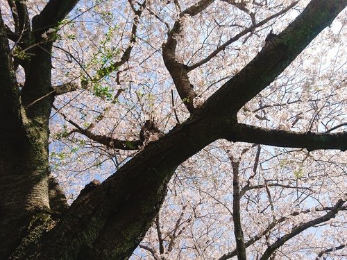 松崎・那賀川の満開桜並木と花畑、そして花見舟~桜並木編~(^^♪ 松崎・那賀川の満開桜並木と花畑、そして花見舟~桜並木編~(^^♪