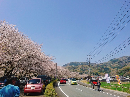 松崎・那賀川の満開桜並木と花畑、そして花見舟~桜並木編~(^^♪ 松崎・那賀川の満開桜並木と花畑、そして花見舟~桜並木編~(^^♪
