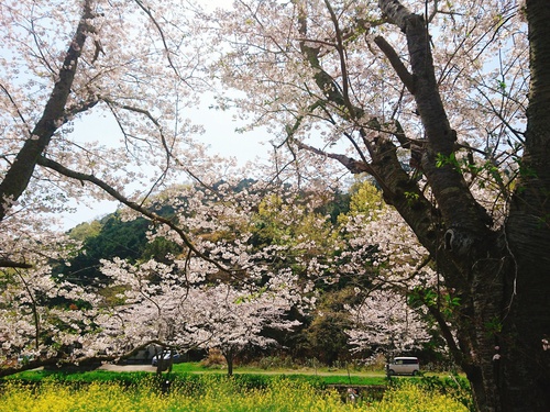 松崎・那賀川の満開桜並木と花畑、そして花見舟~桜並木編~(^^♪ 松崎・那賀川の満開桜並木と花畑、そして花見舟~桜並木編~(^^♪