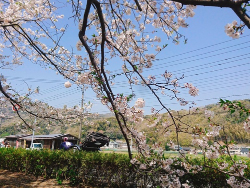 松崎・那賀川の満開桜並木と花畑、そして花見舟~桜並木編~(^^♪ 松崎・那賀川の満開桜並木と花畑、そして花見舟~桜並木編~(^^♪