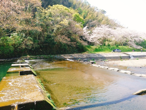 松崎・那賀川の満開桜並木と花畑、そして花見舟~花見舟編~(^^♪ 松崎・那賀川の満開桜並木と花畑、そして花見舟~花見舟編~(^^♪