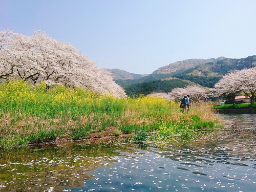 松崎・那賀川の満開桜並木と花畑、そして花見舟~花見舟編~(^^♪ 松崎・那賀川の満開桜並木と花畑、そして花見舟~花見舟編~(^^♪