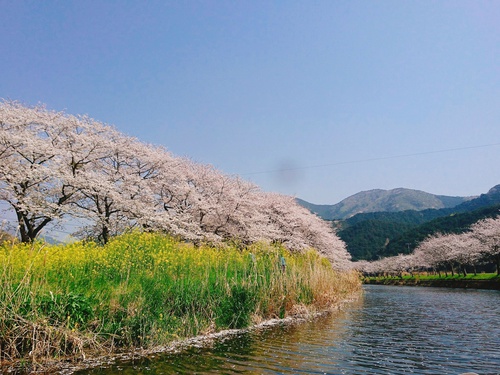 松崎・那賀川の満開桜並木と花畑、そして花見舟~花見舟編~(^^♪ 松崎・那賀川の満開桜並木と花畑、そして花見舟~花見舟編~(^^♪
