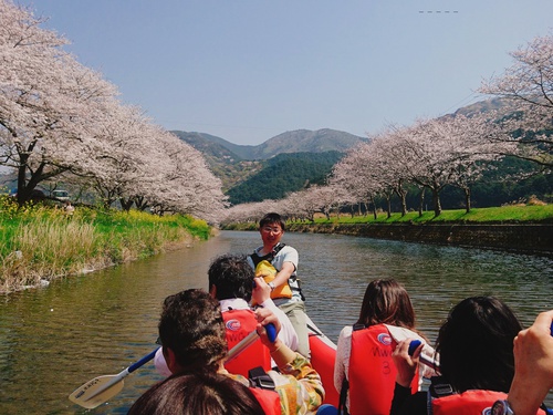 松崎・那賀川の満開桜並木と花畑、そして花見舟~花見舟編~(^^♪ 松崎・那賀川の満開桜並木と花畑、そして花見舟~花見舟編~(^^♪