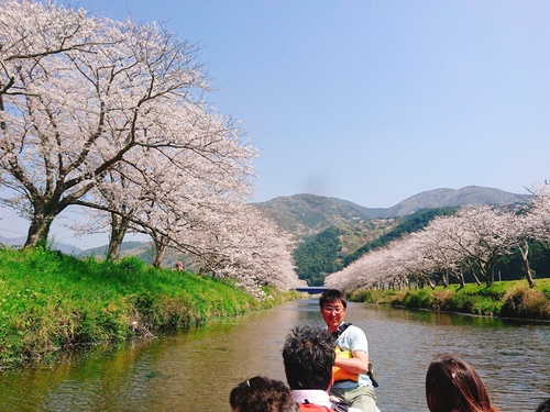 松崎・那賀川の満開桜並木と花畑、そして花見舟~花見舟編~(^^♪ 松崎・那賀川の満開桜並木と花畑、そして花見舟~花見舟編~(^^♪