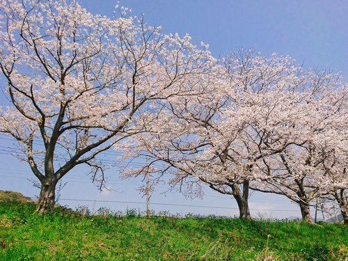 松崎・那賀川の満開桜並木と花畑、そして花見舟~花見舟編~(^^♪ 松崎・那賀川の満開桜並木と花畑、そして花見舟~花見舟編~(^^♪