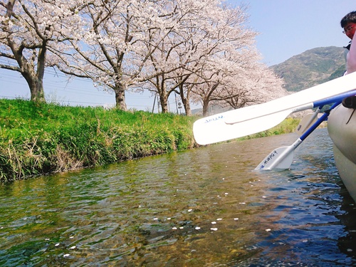 松崎・那賀川の満開桜並木と花畑、そして花見舟~花見舟編~(^^♪ 松崎・那賀川の満開桜並木と花畑、そして花見舟~花見舟編~(^^♪