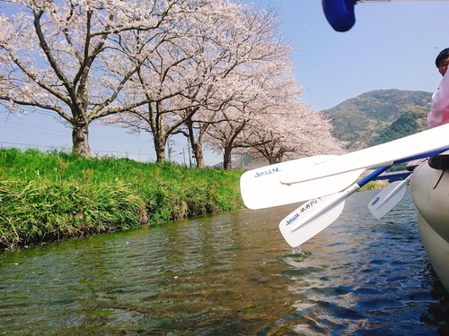 松崎・那賀川の満開桜並木と花畑、そして花見舟~花見舟編~(^^♪ 松崎・那賀川の満開桜並木と花畑、そして花見舟~花見舟編~(^^♪