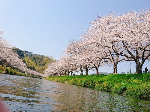 松崎・那賀川の満開桜並木と花畑、そして花見舟~花見舟編~(^^♪ 松崎・那賀川の満開桜並木と花畑、そして花見舟~花見舟編~(^^♪