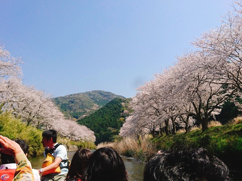 松崎・那賀川の満開桜並木と花畑、そして花見舟~花見舟編~(^^♪ 松崎・那賀川の満開桜並木と花畑、そして花見舟~花見舟編~(^^♪
