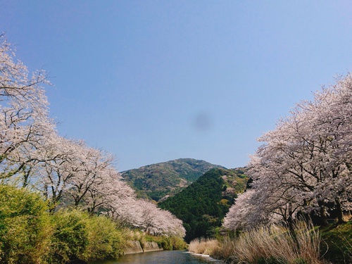 松崎・那賀川の満開桜並木と花畑、そして花見舟~花見舟編~(^^♪ 松崎・那賀川の満開桜並木と花畑、そして花見舟~花見舟編~(^^♪