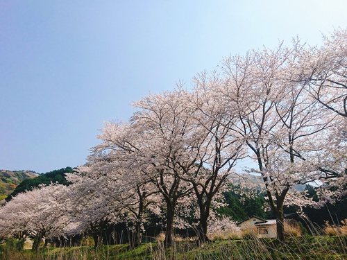 松崎・那賀川の満開桜並木と花畑、そして花見舟~花見舟編~(^^♪ 松崎・那賀川の満開桜並木と花畑、そして花見舟~花見舟編~(^^♪
