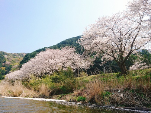 松崎・那賀川の満開桜並木と花畑、そして花見舟~花見舟編~(^^♪ 松崎・那賀川の満開桜並木と花畑、そして花見舟~花見舟編~(^^♪