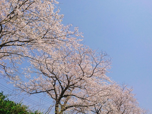 松崎・那賀川の満開桜並木と花畑、そして花見舟~花見舟編~(^^♪ 松崎・那賀川の満開桜並木と花畑、そして花見舟~花見舟編~(^^♪