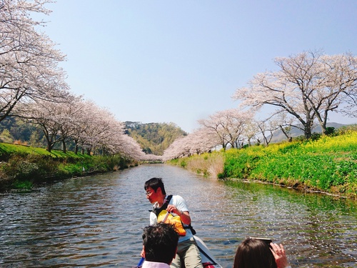 松崎・那賀川の満開桜並木と花畑、そして花見舟~花見舟編~(^^♪ 松崎・那賀川の満開桜並木と花畑、そして花見舟~花見舟編~(^^♪
