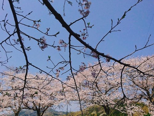 松崎・那賀川の満開桜並木と花畑、そして花見舟~花見舟編~(^^♪ 松崎・那賀川の満開桜並木と花畑、そして花見舟~花見舟編~(^^♪