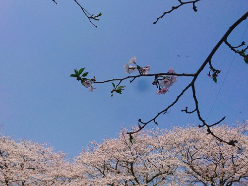 松崎・那賀川の満開桜並木と花畑、そして花見舟~花見舟編~(^^♪ 松崎・那賀川の満開桜並木と花畑、そして花見舟~花見舟編~(^^♪