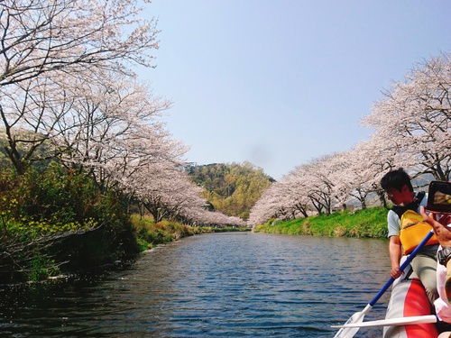 松崎・那賀川の満開桜並木と花畑、そして花見舟~花見舟編~(^^♪ 松崎・那賀川の満開桜並木と花畑、そして花見舟~花見舟編~(^^♪