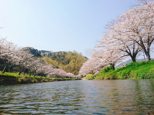 松崎・那賀川の満開桜並木と花畑、そして花見舟~花見舟編~(^^♪ 松崎・那賀川の満開桜並木と花畑、そして花見舟~花見舟編~(^^♪