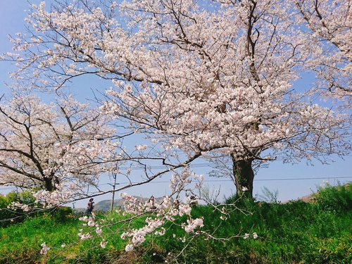 松崎・那賀川の満開桜並木と花畑、そして花見舟~花見舟編~(^^♪ 松崎・那賀川の満開桜並木と花畑、そして花見舟~花見舟編~(^^♪