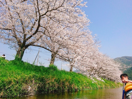 松崎・那賀川の満開桜並木と花畑、そして花見舟~花見舟編~(^^♪ 松崎・那賀川の満開桜並木と花畑、そして花見舟~花見舟編~(^^♪