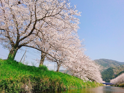 松崎・那賀川の満開桜並木と花畑、そして花見舟~花見舟編~(^^♪ 松崎・那賀川の満開桜並木と花畑、そして花見舟~花見舟編~(^^♪