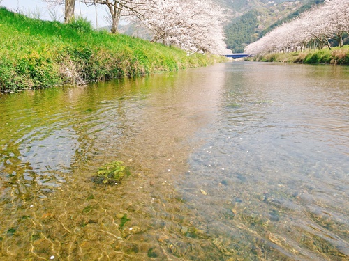 松崎・那賀川の満開桜並木と花畑、そして花見舟~花見舟編~(^^♪ 松崎・那賀川の満開桜並木と花畑、そして花見舟~花見舟編~(^^♪