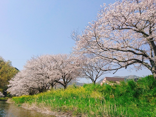 松崎・那賀川の満開桜並木と花畑、そして花見舟~花見舟編~(^^♪ 松崎・那賀川の満開桜並木と花畑、そして花見舟~花見舟編~(^^♪