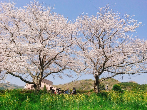 松崎・那賀川の満開桜並木と花畑、そして花見舟~花見舟編~(^^♪ 松崎・那賀川の満開桜並木と花畑、そして花見舟~花見舟編~(^^♪