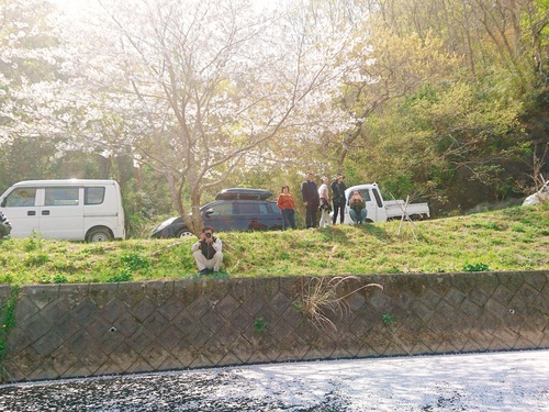 松崎・那賀川の満開桜並木と花畑、そして花見舟~花見舟編~(^^♪ 松崎・那賀川の満開桜並木と花畑、そして花見舟~花見舟編~(^^♪
