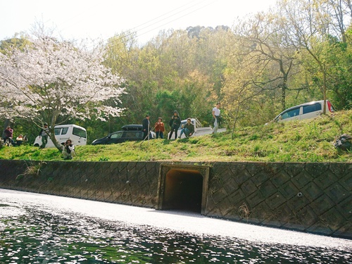 松崎・那賀川の満開桜並木と花畑、そして花見舟~花見舟編~(^^♪ 松崎・那賀川の満開桜並木と花畑、そして花見舟~花見舟編~(^^♪