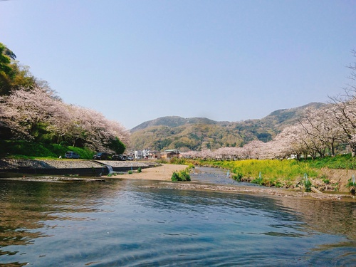 松崎・那賀川の満開桜並木と花畑、そして花見舟~花見舟編~(^^♪ 松崎・那賀川の満開桜並木と花畑、そして花見舟~花見舟編~(^^♪