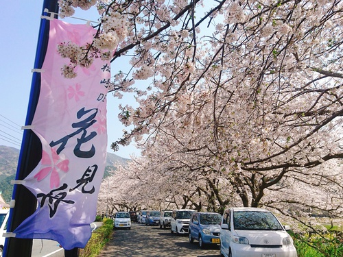 松崎・那賀川の満開桜並木と花畑、そして花見舟~花見舟編~(^^♪ 松崎・那賀川の満開桜並木と花畑、そして花見舟~花見舟編~(^^♪