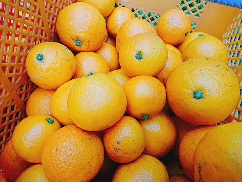 河津特産 ニューサマーオレンジの収穫最盛期です! 河津特産 ニューサマーオレンジの収穫最盛期です!