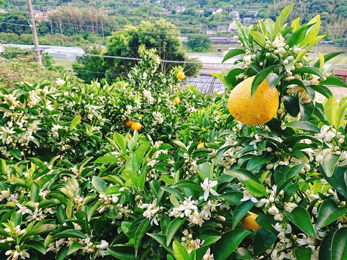 河津特産 ニューサマーオレンジの収穫最盛期です! 河津特産 ニューサマーオレンジの収穫最盛期です!